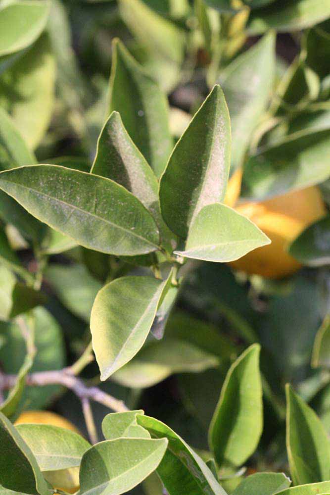            Sun leaves (Vainiglia, Riverside, CA)   